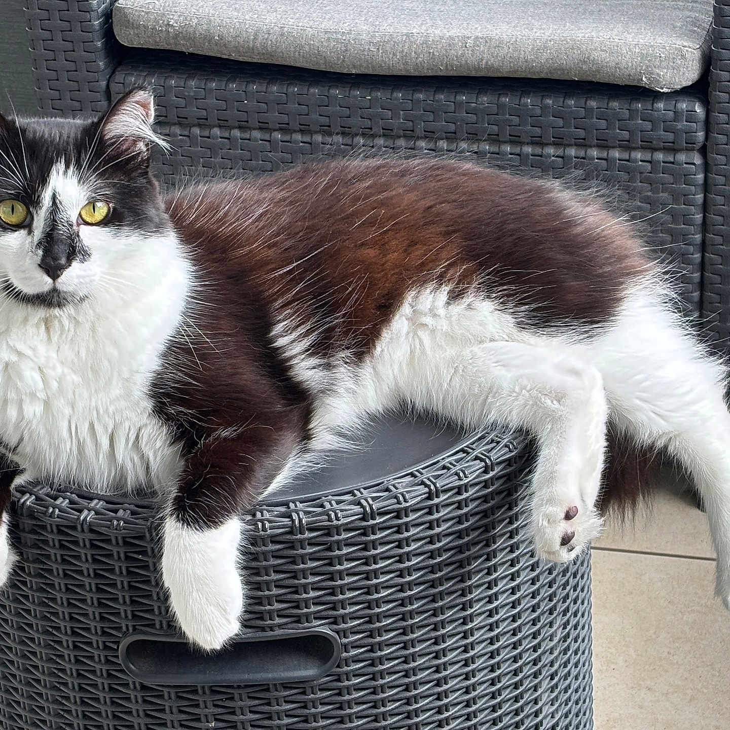 Loki a rejoint le concours — aidez-le/la à gagner de superbes lots ! cat, black_and_white, fluffy, yellow_eyes, lounging, relaxed, stool, woven_plastic, outdoor, pet, feline, fur, whiskers, paws, tail, looking_at_camera, home, cozy, animal, domestic
