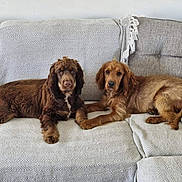Danial joined the competition — help win amazing prizes! dog, brown_dog, couch, indoor, pet, canine, relaxed, two_animals, fur, animal_companion, domestic_animal, resting, home, living_room, furniture, cute, friendship, animal_portrait, laying_down, cozy