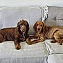 dog, brown_dog, couch, indoor, pet, canine, relaxed, two_animals, fur, animal_companion, domestic_animal, resting, home, living_room, furniture, cute, friendship, animal_portrait, laying_down, cozy