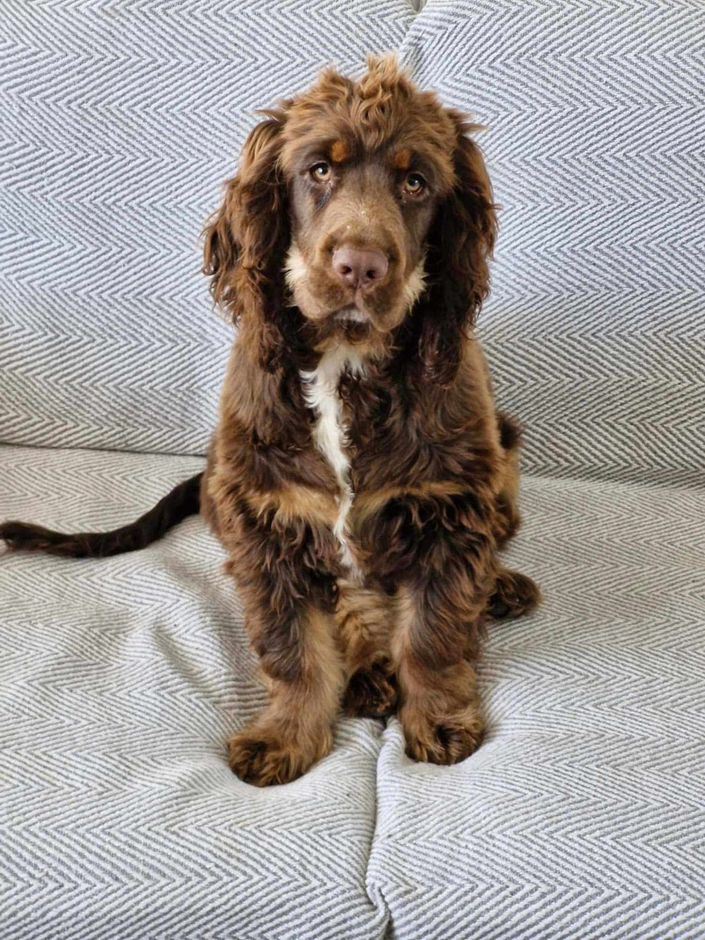 Danial joined the competition — help win amazing prizes! dog, brown_dog, curly_fur, white_patch, couch, indoor, pet, sitting, looking_at_camera, close_up, fur, animal, canine, texture, home, cozy, attention, portrait, companion, domestic_animal