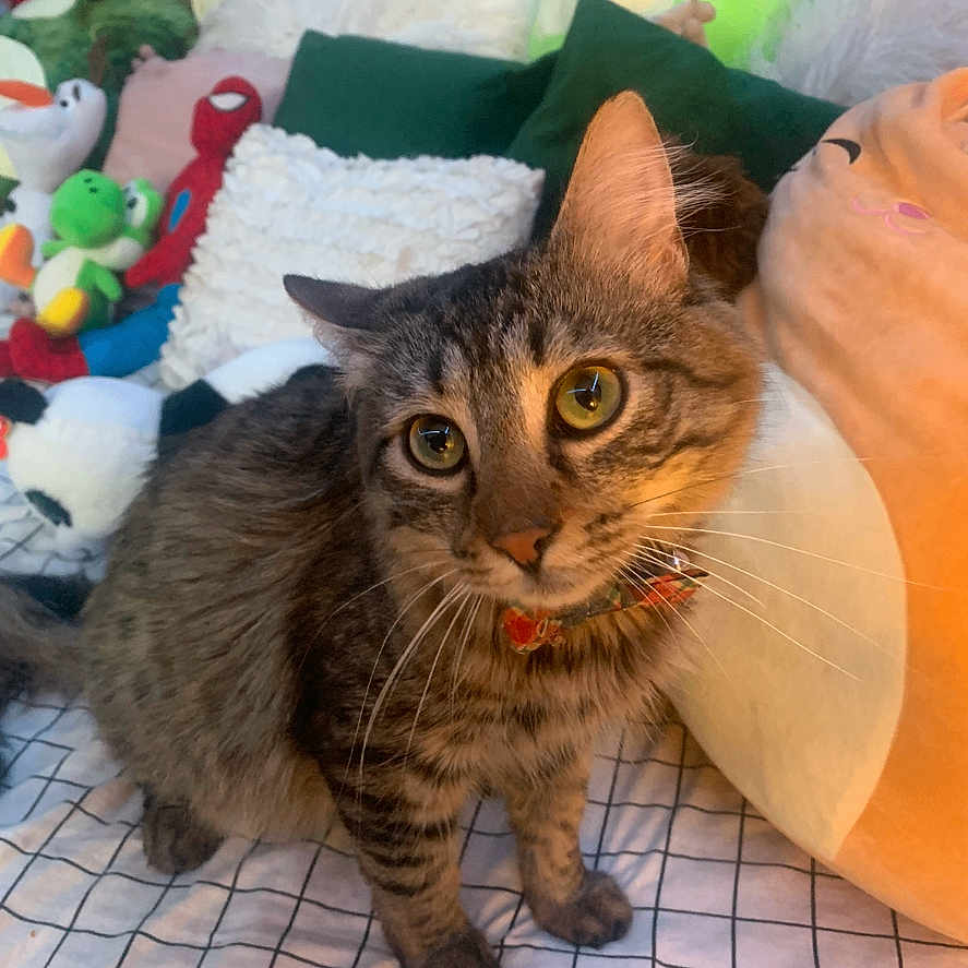 Loki joined the competition — help win amazing prizes! abyssinian, animal, architecture, blanket, cat, couch, cushion, face, furniture, head, homedecor, indoors, kitten, manx, person, pet, photography, plush, portrait, toy