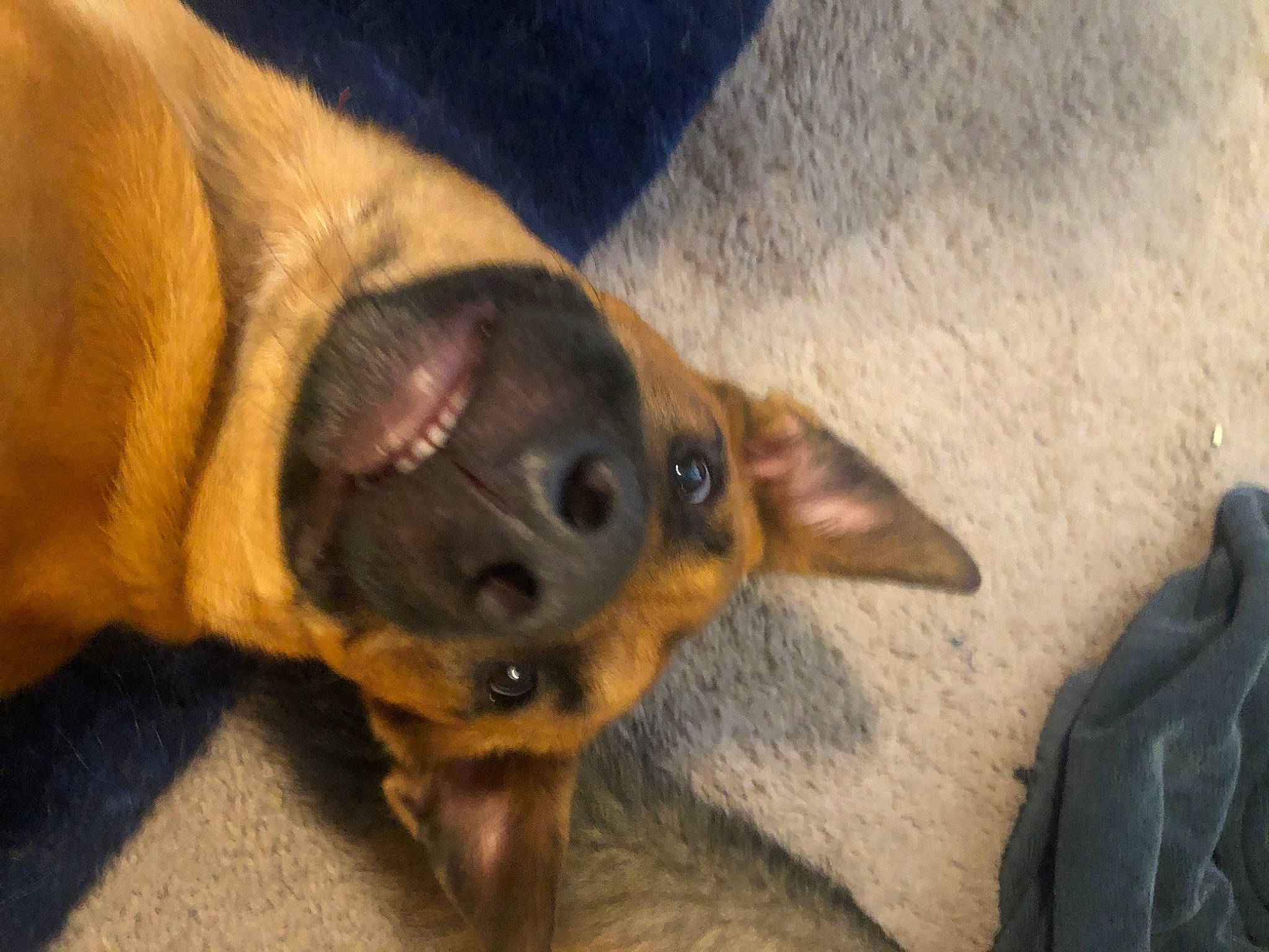 Odin is registered to the contest to win money with this photo: canidae, carnivore, dog, dog_breed, fawn, mammal, miniature_pinscher, non_sporting_group, pinscher, snout, toy_dog, vertebrate