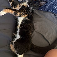 Millie joined the competition — help win amazing prizes! animal, bed, black, blanket, calico, cat, curious, cute, feline, fur, indoor, kitten, orange, paw, pet, quilt, relaxed, sleepy, whiskers, white