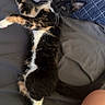 animal, bed, black, blanket, calico, cat, curious, cute, feline, fur, indoor, kitten, orange, paw, pet, quilt, relaxed, sleepy, whiskers, white