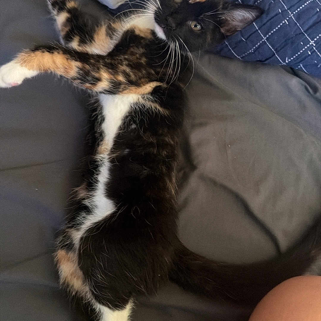 Millie