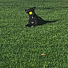 Papas is registered to the contest to win money with this photo: dog, black_dog, grass, ball, outdoor, pet, playful, sunlight, fence, yard, animal, canine, fetch, greenery, daytime, muzzle, resting, toy, domestic_animal, nature