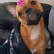 Snotty Scotty is registered to the contest to win money with this photo: dog, pet, blanket, cozy, indoor, brown_fur, ears, cute, tilted_head, leather_couch, pink_bow, closeup, companion, animal, domestic, fur, snout, portrait, comfort, relaxation