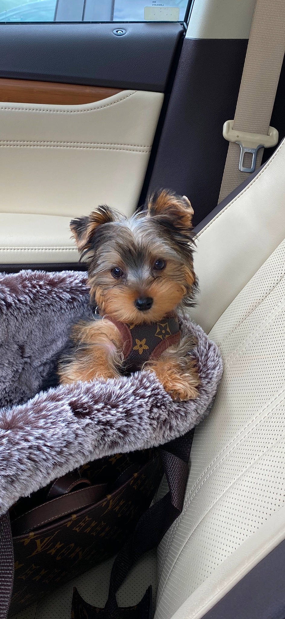Deacon joined the competition — help win amazing prizes! australian_silky_terrier, australian_terrier, biewer_terrier, canidae, carnivore, companion_dog, dog, dog_breed, mammal, morkie, norwich_terrier, puppy, schnoodle, small_terrier, snout, terrier, toy_dog, vertebrate, yorkipoo, yorkshire_terrier