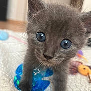 Mako participe au concours pour gagner de l'argent avec cette photo : kitten, gray, blue_eyes, cat, pet, animal, cute, young, feline, whiskers, ears, indoor, toy, blanket, curious, close_up, soft, small, exploring, fur