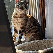 Boaz is registered to the contest to win money with this photo: cat, tabby, blue_eyes, pet, animal, indoor, window, cat_bed, curtains, sunlight, feline, sitting, cozy, domestic, fur, striped, looking, resting, home, natural_light