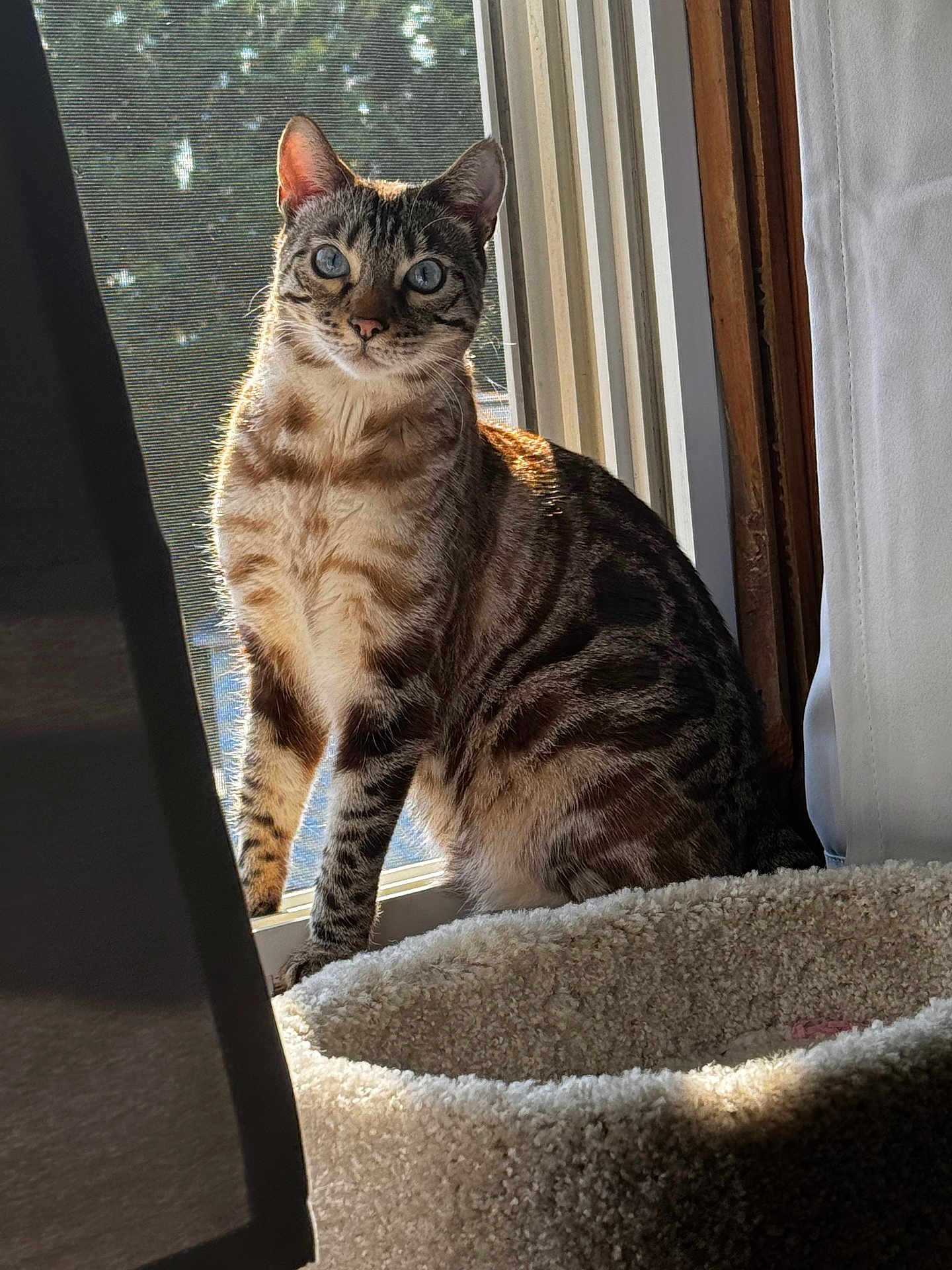 Boaz is registered to the contest to win money with this photo: cat, tabby, blue_eyes, pet, animal, indoor, window, cat_bed, curtains, sunlight, feline, sitting, cozy, domestic, fur, striped, looking, resting, home, natural_light