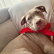 Astérix participe au concours pour gagner de l'argent avec cette photo : bandana, brown_coat, closeup, couch, curious, dog, ear, eyes, hair, human_arm, indoor, looking_back, nose, pet, pitbull, portrait, puppy, red_bandana, short_fur, sofa
