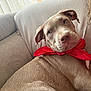bandana, brown_coat, closeup, couch, curious, dog, ear, eyes, hair, human_arm, indoor, looking_back, nose, pet, pitbull, portrait, puppy, red_bandana, short_fur, sofa