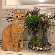 Mina is registered to the contest to win money with this photo: cat, orange_tabby, flower_vase, flowers, indoor, cabinet, mirror, decor, tray, plant, pet, feline, domestic_animal, sitting, tabletop, greenery, home_interior, cute, still_life, lighting