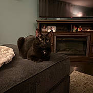 Loki joined the competition — help win amazing prizes! animal, black_cat, blanket, cat, couch, cozy, ears, eyes, fireplace, floor_rug, furniture, home_decor, indoor, living_room, pet, photograph, picture_frame, television, whiskers, wood_floor