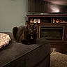 animal, black_cat, blanket, cat, couch, cozy, ears, eyes, fireplace, floor_rug, furniture, home_decor, indoor, living_room, pet, photograph, picture_frame, television, whiskers, wood_floor