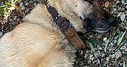 Malkov participe au concours pour gagner de l'argent avec cette photo : dog, sleeping, outdoor, fur, collar, stone, leaf, brick, relaxation, pet, animal, nature, closeup, canine, resting, brown, beige, quiet, peaceful, laying