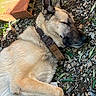 dog, sleeping, outdoor, fur, collar, stone, leaf, brick, relaxation, pet, animal, nature, closeup, canine, resting, brown, beige, quiet, peaceful, laying