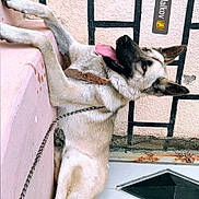 Malkov participe au concours pour gagner de l'argent avec cette photo : dog, canine, pet, leash, tongue_out, relaxed, resting, wall, texture, pattern, door, rust, hand, collar, chain, outdoor, animal, fur, ears, paw
