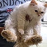 Mayel a rejoint le concours — aidez-le/la à gagner de superbes lots ! animal, british_flag, cat, cream_colored, cute, domestic_cat, feline, flag, fluffy, fur, holding, indoor, kitten, paw, person, pet, relaxed, shirt, tail, young