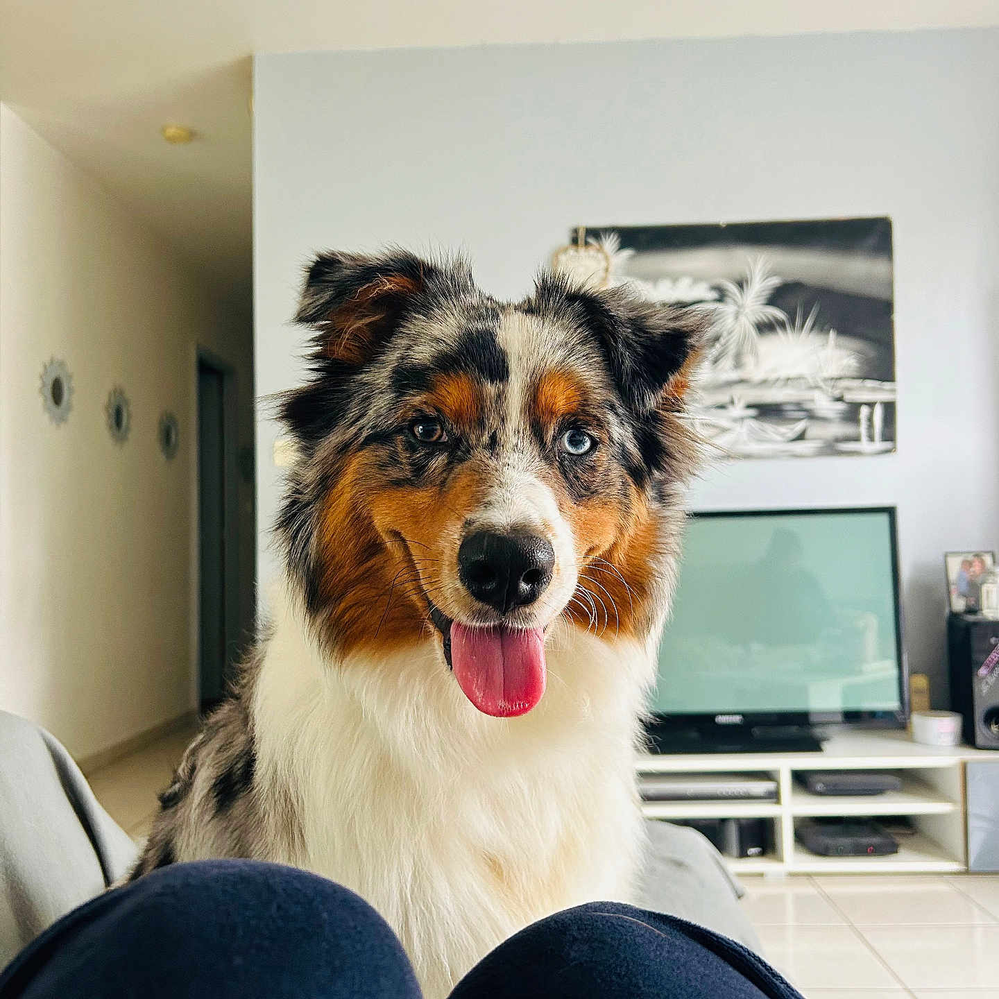 Vao participe au concours pour gagner de l'argent avec cette photo : animal, architecture, building, canine, computerhardware, couch, dog, electronics, furniture, hardware, indoors, interiordesign, livingroom, monitor, pet, puppy, room, screen, tape, tv