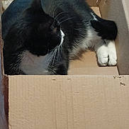 Jynx is registered to the contest to win money with this photo: animal, black_and_white, box, cardboard_box, cat, cozy, cute, domestic, feline, floor, fur, home, indoor, pet, quiet, relaxing, resting, sleeping_spot, whiskers, wooden_floor