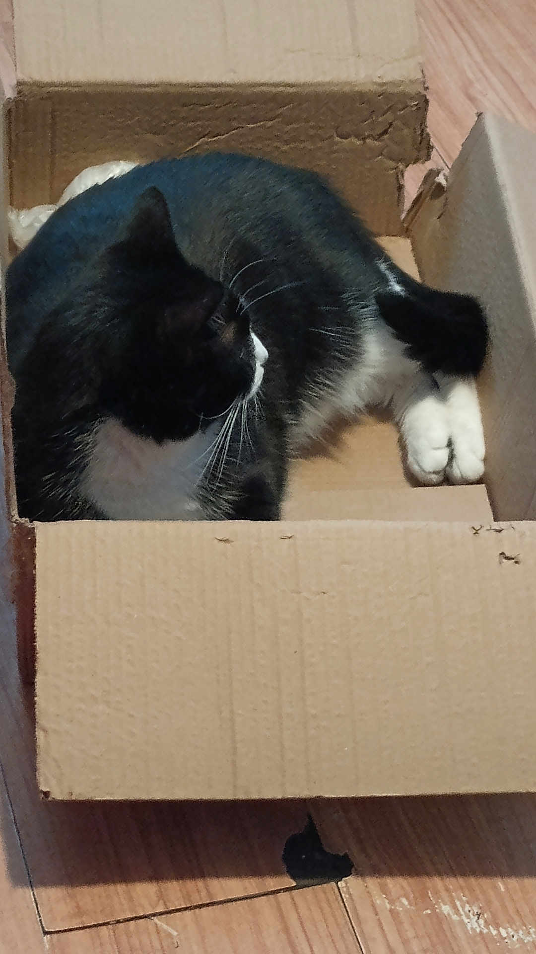 Jynx