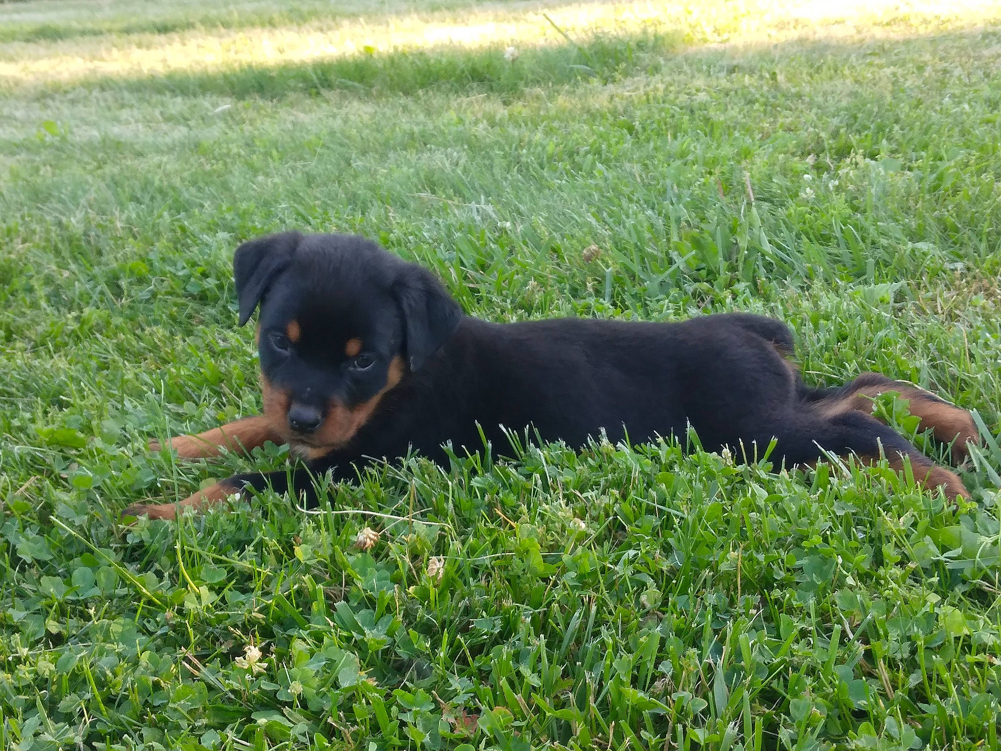 Queen joined the competition — help win amazing prizes! austrian_black_and_tan_hound, canidae, carnivore, companion_dog, dog, dog_breed, grass, groundcover, guard_dog, hound, lawn, montenegrin_mountain_hound, pinscher, plant, puppy, snout, sporting_group, terrestrial_animal, working_animal, working_dog