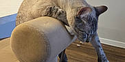 Tofu joined the competition — help win amazing prizes! cat, chair, furniture, indoor, pet, animal, relaxing, stretching, beige, wood_floor, paw, ears, whiskers, tail, domestic_cat, resting, calm, home, side_view, quiet