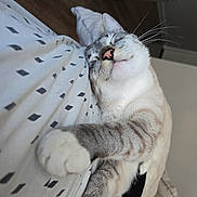 Tofu is registered to the contest to win money with this photo: cat, sleeping, paw, striped, cozy, indoor, blanket, feline, resting, cute, pet, whiskers, soft, closeup, relaxed, comfort, fur, home, animal, napping