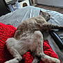 Tofu is registered to the contest to win money with this photo: cat, bed, blanket, red_blanket, remote_control, sleeping, relaxed, indoor, furniture, floor, door, window, cat_tree, legs, fur, paw, tail, resting, cozy, home