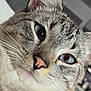 Tofu is registered to the contest to win money with this photo: cat, close_up, blue_eyes, whiskers, fur, face, pet, animal, indoor, curious, portrait, mammal, feline, nose, ear, soft_light, domestic_cat, whisker, eye, closeup
