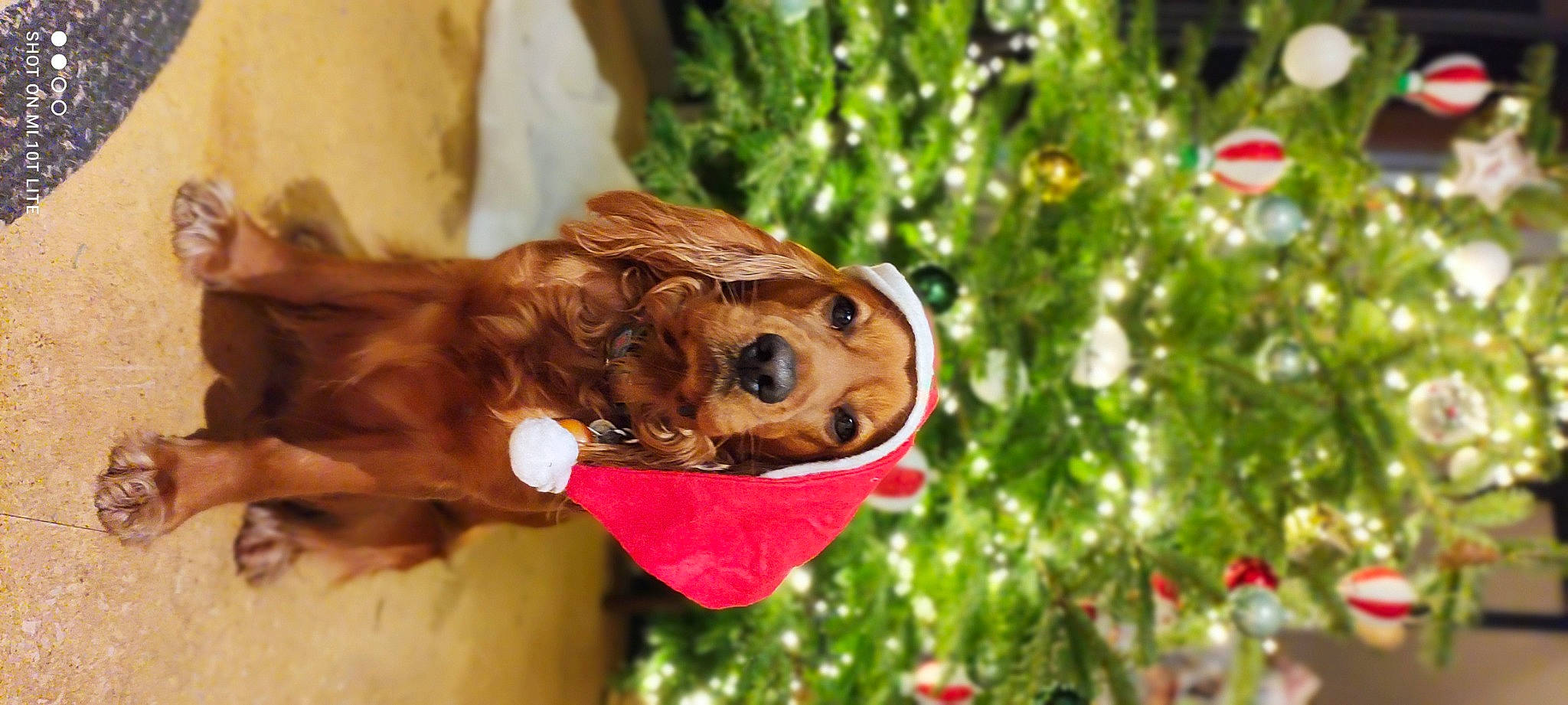 Francis a rejoint le concours — aidez-le/la à gagner de superbes lots ! brown, carnivore, christmas_decoration, christmas_ornament, christmas_tree, companion_dog, dog, dog_breed, dog_supply, fawn, holiday, holiday_ornament, liver, pet_supply, snout, spaniel, sporting_group, tan, vertebrate, working_animal