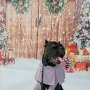 Nyx joined the competition — help win amazing prizes! dog, black_dog, pet, animal, winter, snow, christmas, holiday, wreath, gift, present, decorations, festive, tongue_out, leash, costume, wooden_background, pine_cone, celebration, sitting