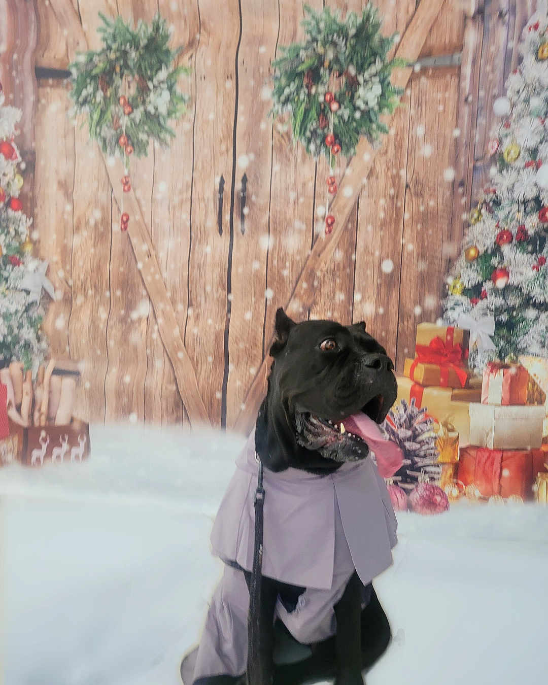 Nyx joined the competition — help win amazing prizes! dog, black_dog, pet, animal, winter, snow, christmas, holiday, wreath, gift, present, decorations, festive, tongue_out, leash, costume, wooden_background, pine_cone, celebration, sitting