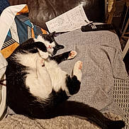 Bento joined the competition — help win amazing prizes! black_and_white, blanket, cat, comfort, couch, cozy, feline, fur, home, indoor, living_room, nose, paw, pet, pink_paw_pads, relaxed, remote_control, resting, sleeping, tail