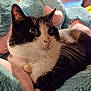 Bento is registered to the contest to win money with this photo: cat, black_and_white, pet, animal, close_up, indoor, cushion, soft_texture, collar, bell, whiskers, cute, fur, relaxed, resting, fluffy, domestic_cat, cozy, pink, blue