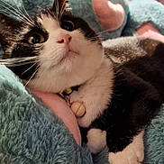 Bento joined the competition — help win amazing prizes! cat, black_and_white, close_up, fluffy_blanket, blue_blanket, pink_hearts, pet, whiskers, collar, bell, curious, indoor, soft_texture, paw, feline, relaxed, cute, animal, cozy, sleepy