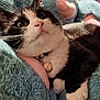 cat, black_and_white, close_up, fluffy_blanket, blue_blanket, pink_hearts, pet, whiskers, collar, bell, curious, indoor, soft_texture, paw, feline, relaxed, cute, animal, cozy, sleepy