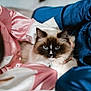 cat, fluffy, blue_eyes, pet, indoor, close_up, people, silk_clothing, pink, blue, cozy, comfort, animal, face, fur, domestic_cat, portrait, relaxing, cuddle, companionship