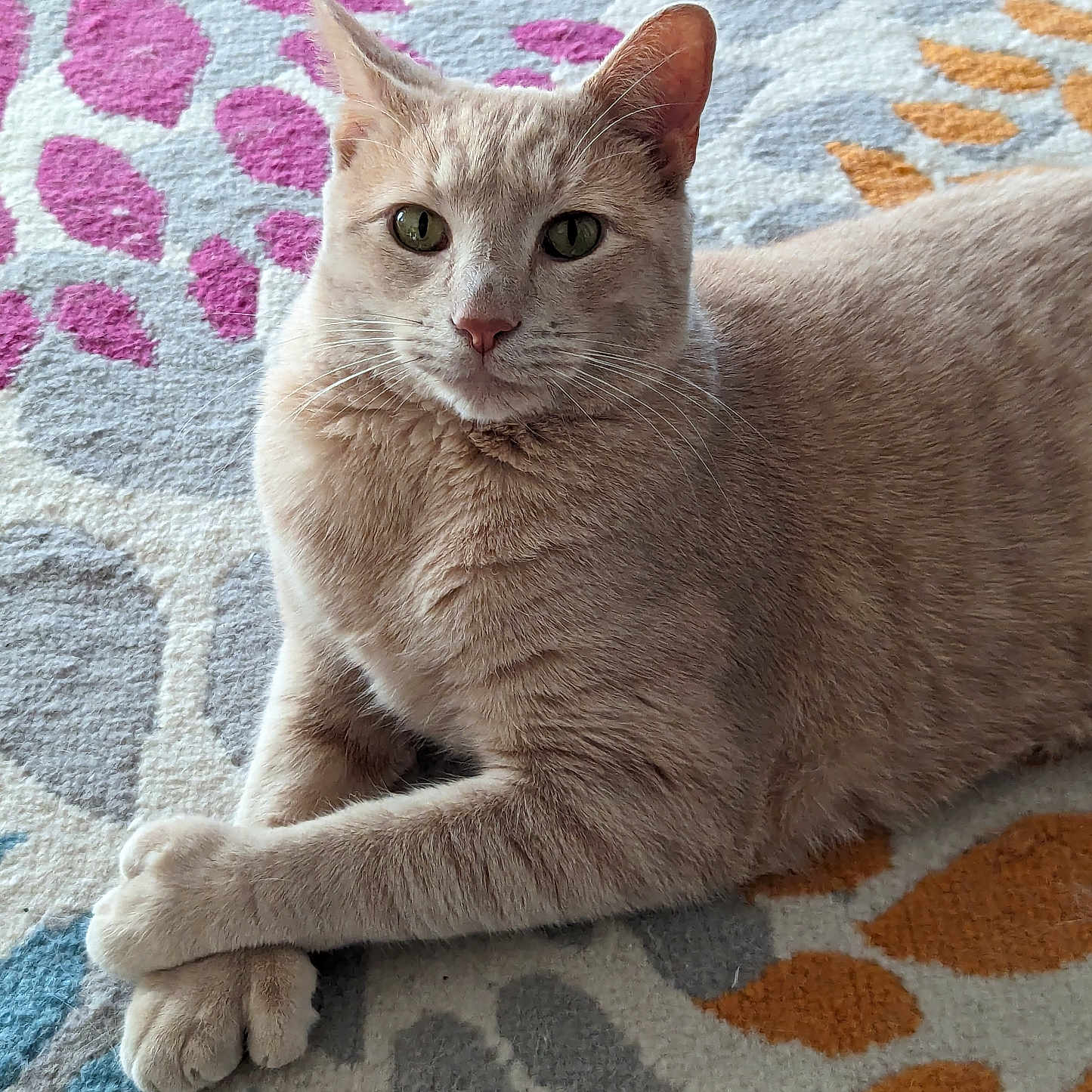 Macaroni is registered to the contest to win money with this photo: abyssinian, accessories, angora, animal, applique, art, blanket, cat, cushion, homedecor, kitten, linen, manx, ornament, pattern, pet, quilt, rug, siamese, tapestry