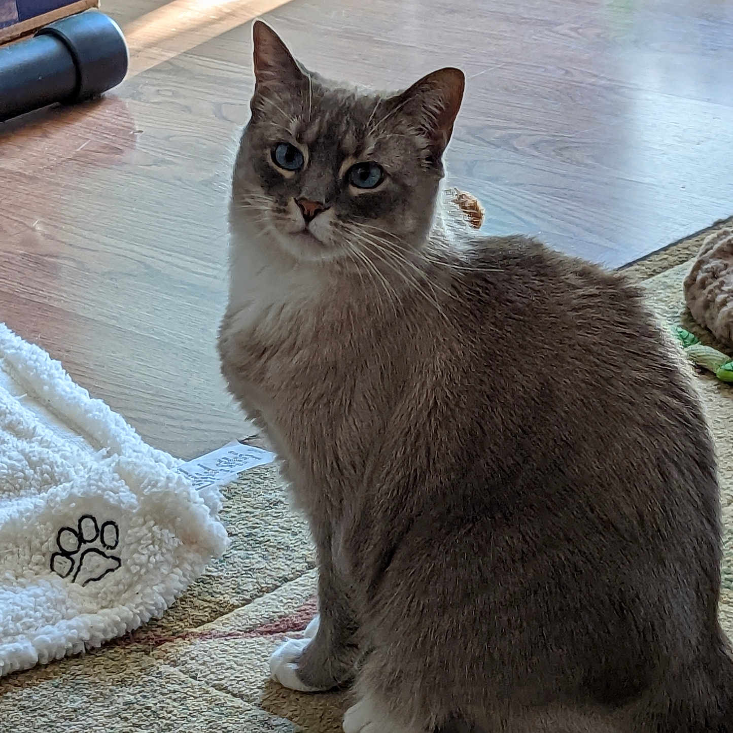 Zima