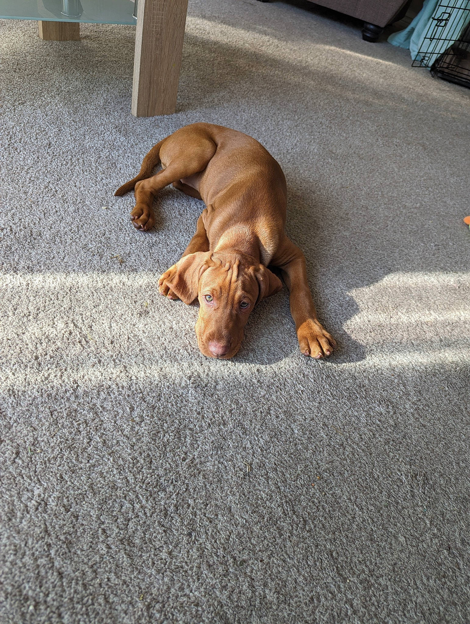 Narla is registered to the contest to win money with this photo: asphalt, canidae, carnivore, comfort, companion_dog, dog, dog_breed, fawn, felidae, flooring, fur, liver, road_surface, small_to_medium_sized_cats, snout, sporting_group, tail, whiskers, wood, working_animal