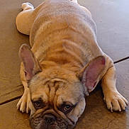 Max joined the competition — help win amazing prizes! dog, french_bulldog, pet, animal, lying_down, floor, indoor, brown, short_hair, ears, face, cute, resting, expression, paws, canine, companion, mammal, wrinkles, relaxed