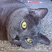 Sassy Pants is registered to the contest to win money with this photo: cat, gray_cat, close_up, yellow_eyes, fur, carpet, pet, animal, relaxed, lying_down, whiskers, ear, face, indoor, cute, feline, soft_texture, domestic_cat, sleepy, cozy