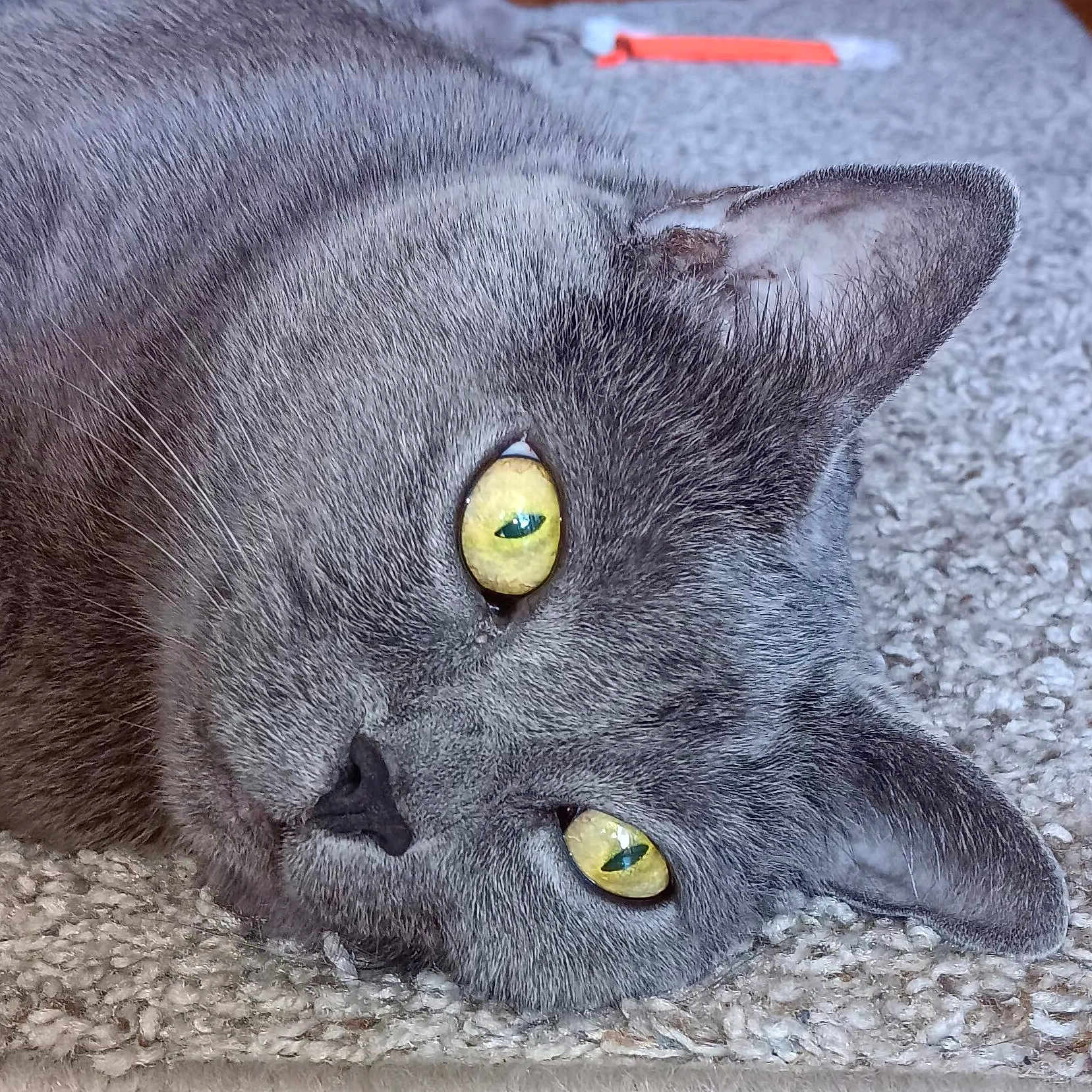 Sassy Pants is registered to the contest to win money with this photo: animal, carpet, cat, close_up, cozy, cute, domestic_cat, ear, face, feline, fur, gray_cat, indoor, lying_down, pet, relaxed, sleepy, soft_texture, whiskers, yellow_eyes