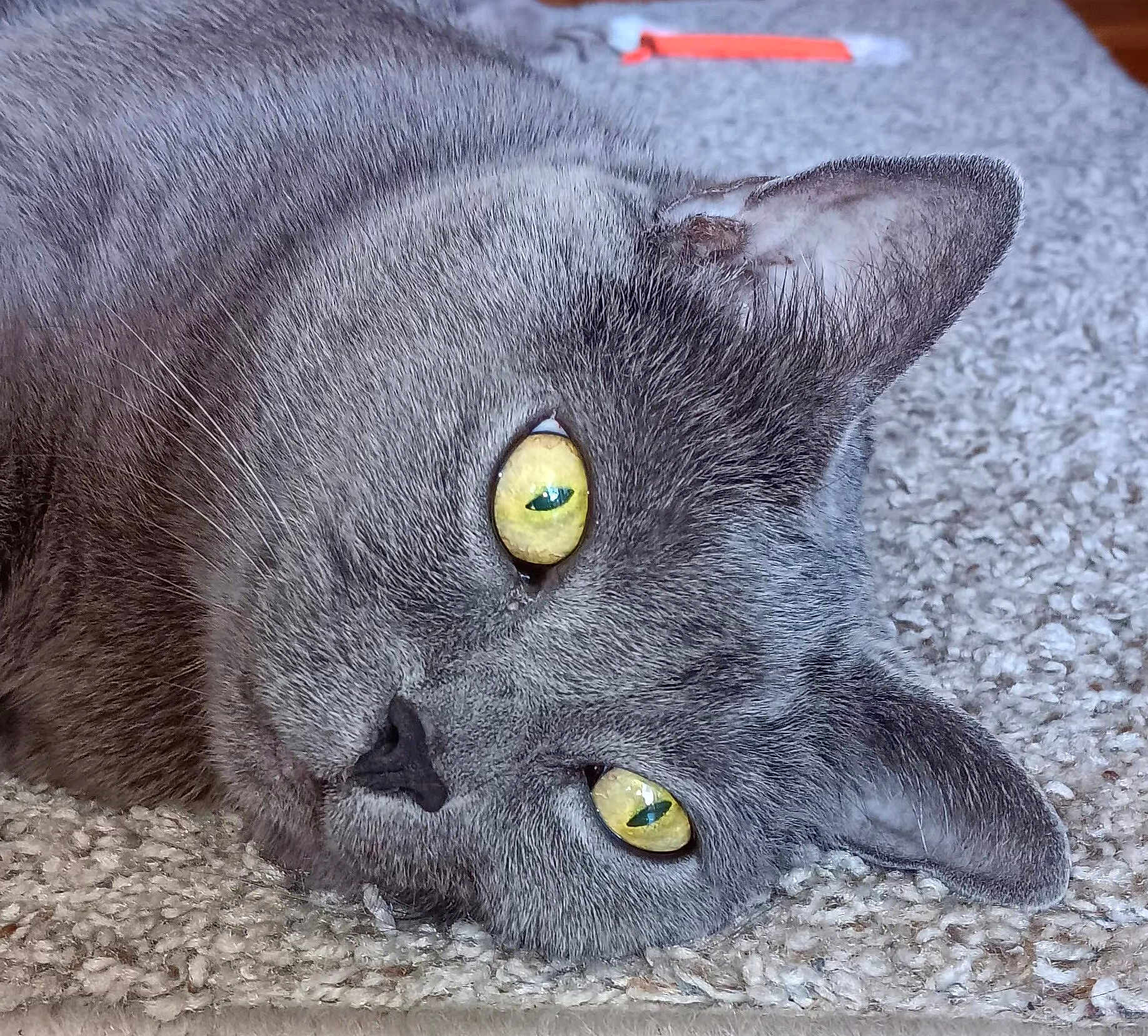 Sassy Pants is registered to the contest to win money with this photo: cat, gray_cat, close_up, yellow_eyes, fur, carpet, pet, animal, relaxed, lying_down, whiskers, ear, face, indoor, cute, feline, soft_texture, domestic_cat, sleepy, cozy