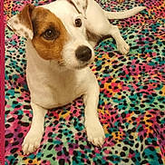 Sasha joined the competition — help win amazing prizes! alert, animal, blanket, brown, colorful, companion, cute, dog, ears, friendly, fur, indoor, jack_russell_terrier, laying, leopard_print, pattern, paw, pet, tail, white