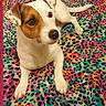 alert, animal, blanket, brown, colorful, companion, cute, dog, ears, friendly, fur, indoor, jack_russell_terrier, laying, leopard_print, pattern, paw, pet, tail, white