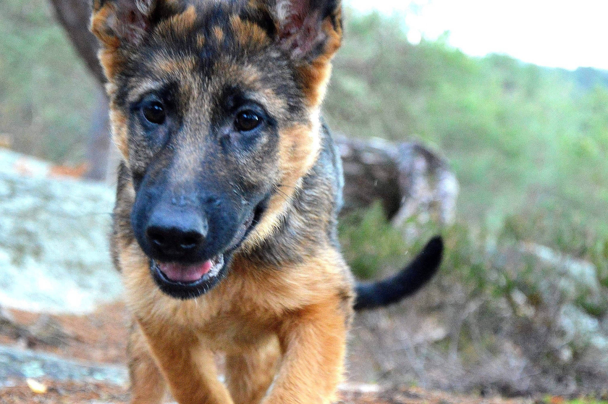 Roxy a rejoint le concours — aidez-le/la à gagner de superbes lots ! canidae, canis, carnivore, collar, dog, dog_breed, fawn, fur, german_shepherd_dog, guard_dog, herding_dog, jaw, king_shepherd, old_german_shepherd_dog, organ, police_dog, snapshot, snout, wildlife, working_dog